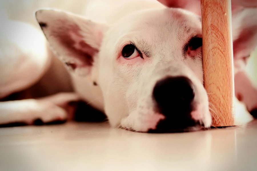 Signs of Stress in Dogs and How to Identify Them: Complete Guide for Owners