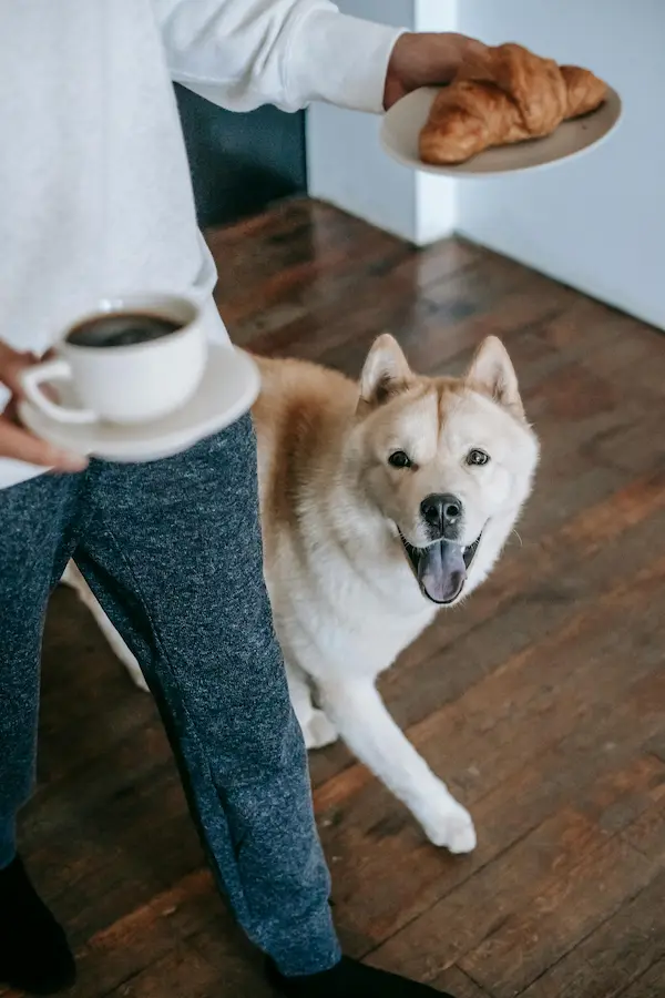 How to Prevent Your Dog from Stealing Food: Complete Guide to Training and Impulse Control