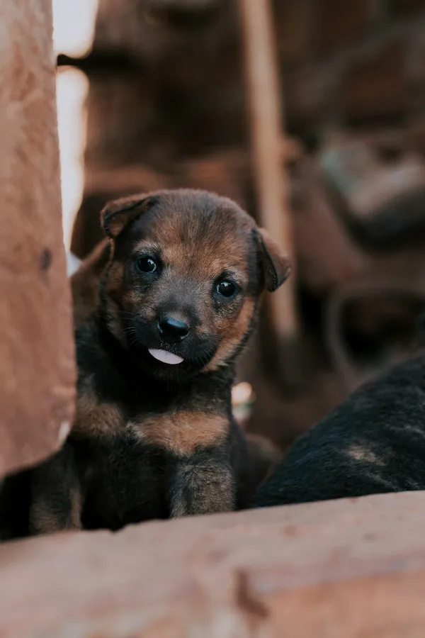 What a Puppy Needs in Its First Months: Complete Guide for Well-Being and Development