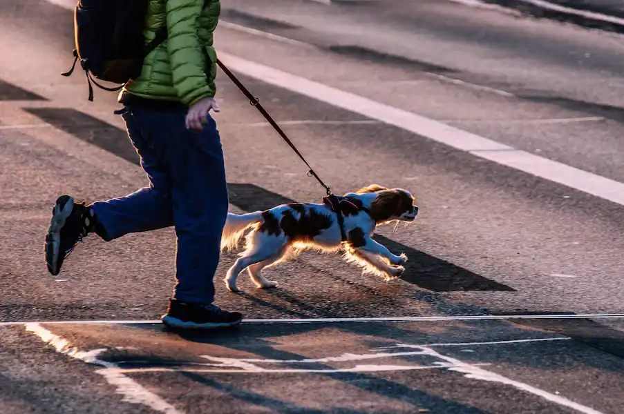 How to Teach Your Dog to Walk Without Pulling on the Leash: Complete Training Guide