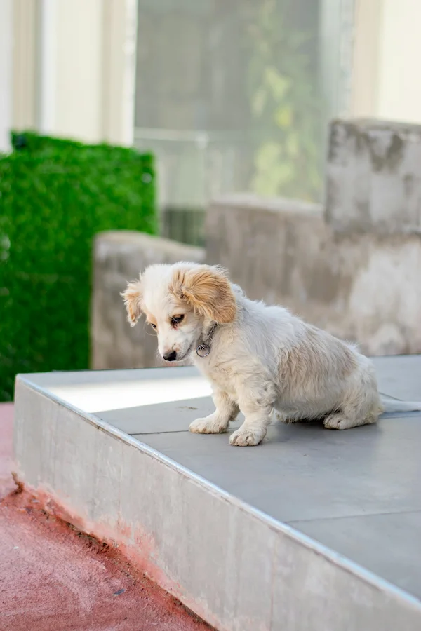 How to Teach a Puppy to Go Potty Outside: Complete Guide for Responsible Owners