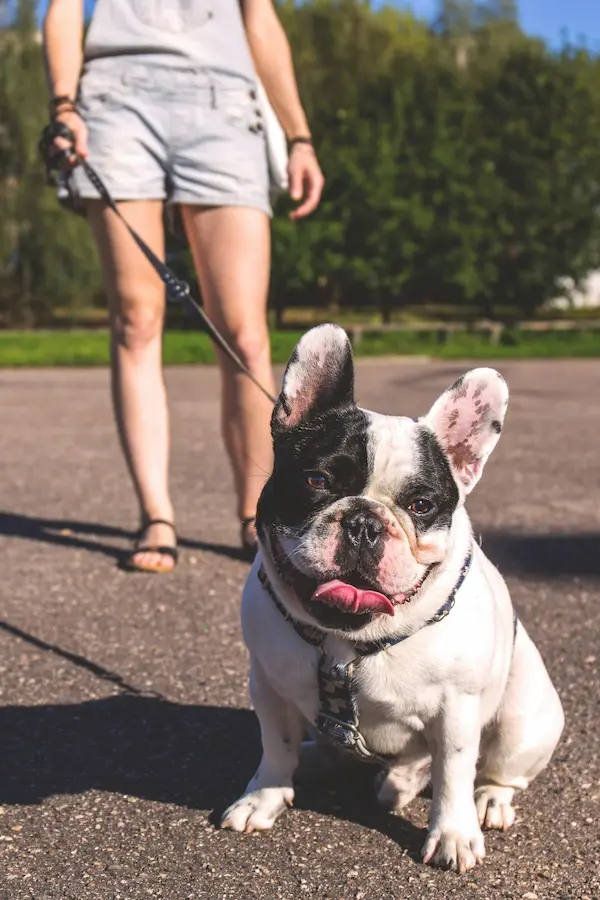 Why Walks Are Key for Dog Behavior