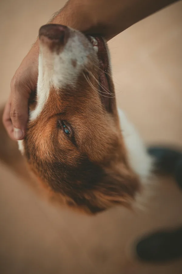 How to Strengthen the Bond with Your Dog: Complete Guide